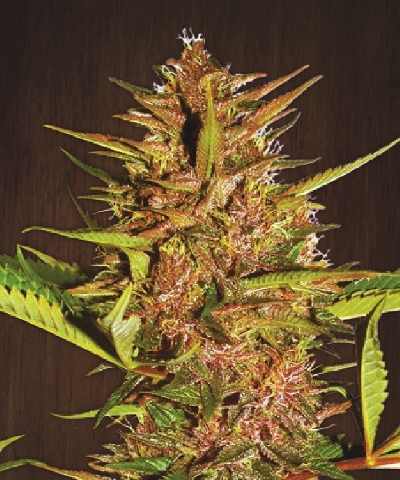 Pakistan Chitral Kush Feminised Cannabis Seeds