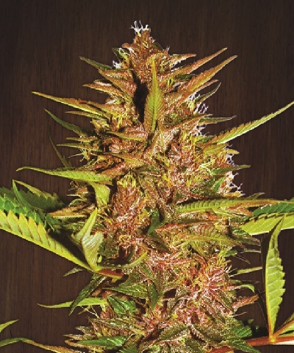 Pakistan Chitral Kush Regular Cannabis Seeds