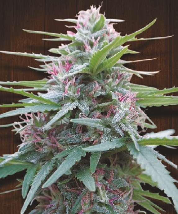 Panama Feminised Cannabis Seeds