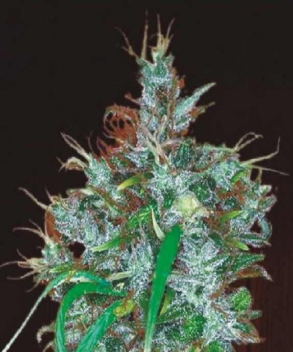 Panama Haze Feminised Cannabis Seeds