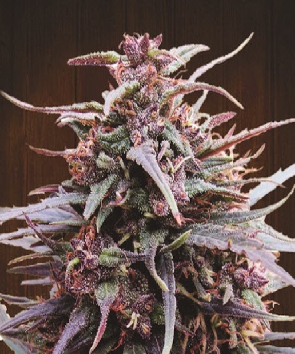 Purple Haze x Malawi Feminised Cannabis Seeds
