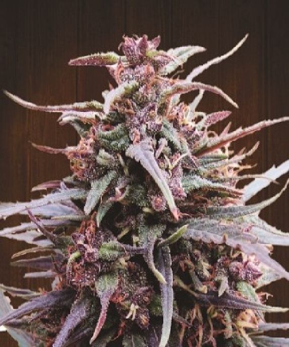 Purple Haze x Malawi Regular Cannabis Seeds