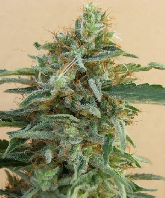 Tikal Regular Cannabis Seeds