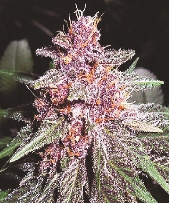 Violeta Feminised Cannabis Seeds