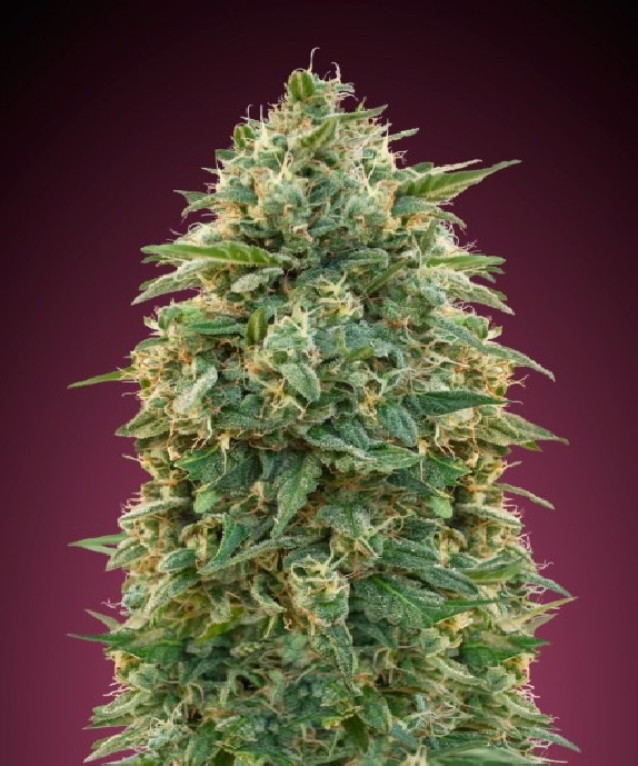 Amnesia Cannabis Seeds