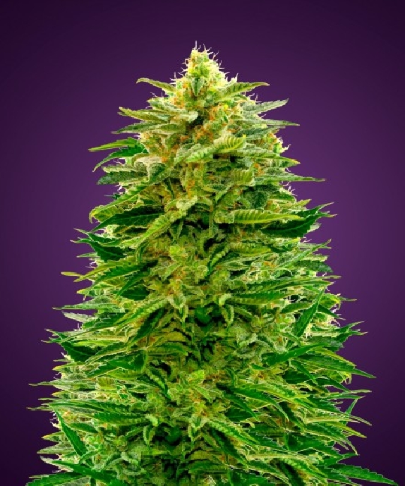 Auto Amnesia Cannabis Seeds