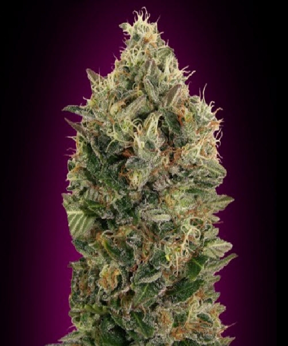 Auto Black Diesel Cannabis Seeds