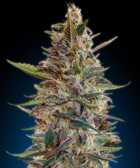 Auto Blue Diesel Cannabis Seeds