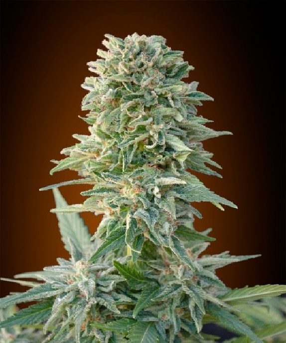 Auto Jack Herer Cannabis Seeds