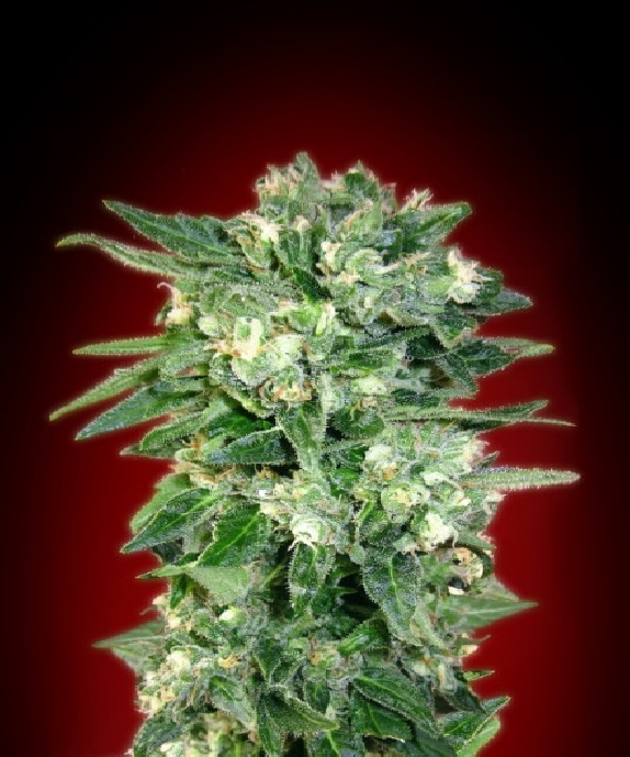 Auto Kaya 47 Cannabis Seeds