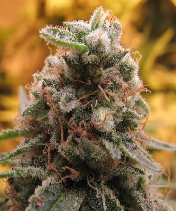 Auto Top 69 Cannabis Seeds