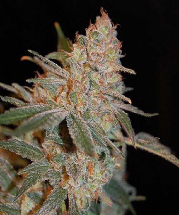 Black Diesel Cannabis Seeds