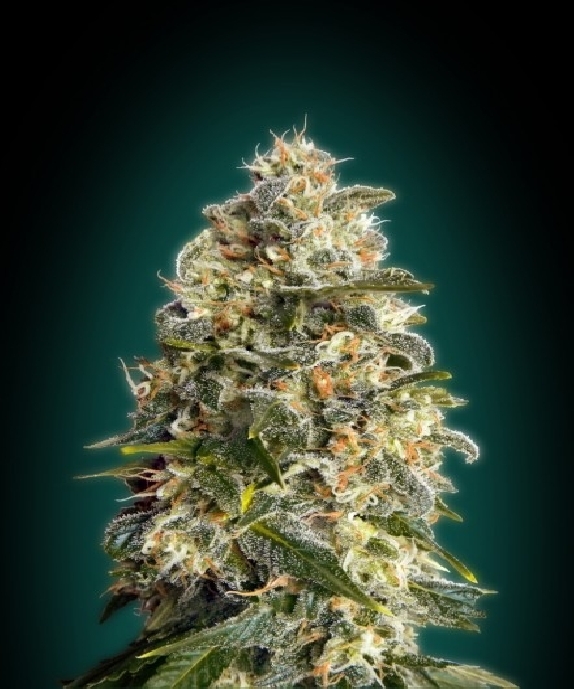 Feminized Collection #3 Cannabis Seeds