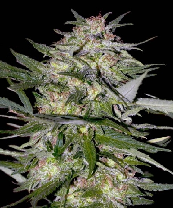 Feminized Collection #4 Cannabis Seeds