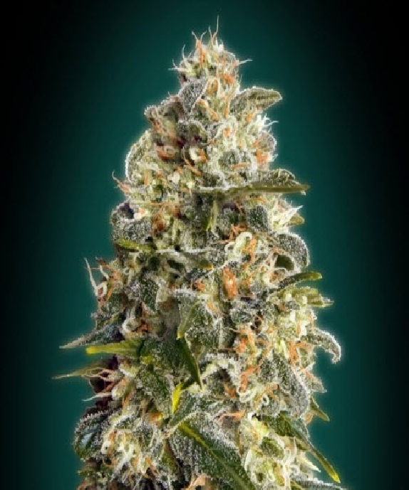 Heavy Bud Cannabis Seeds
