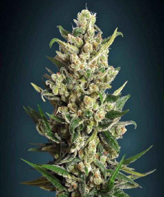 Ice Kush Cannabis Seeds