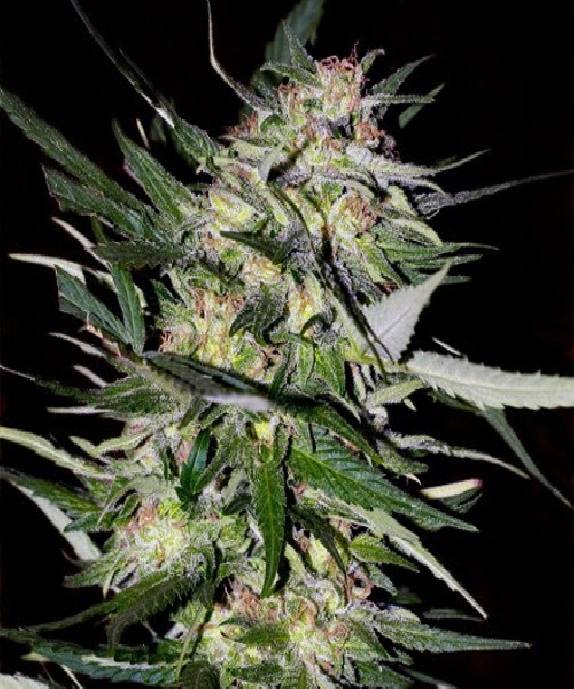 Jack Plant Cannabis Seeds