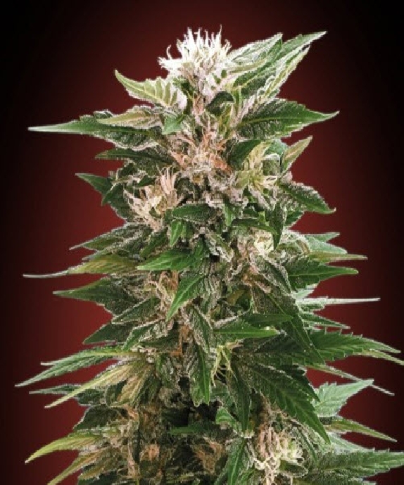Kaya 47 Cannabis Seeds