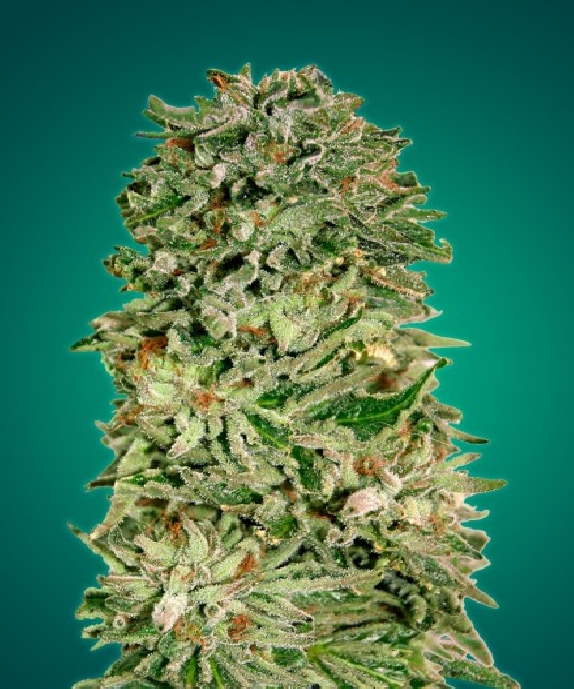 Shark Widow CBD Cannabis Seeds