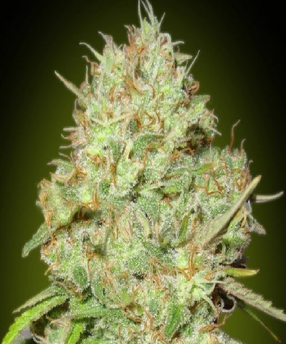 Shark Widow Cannabis Seeds