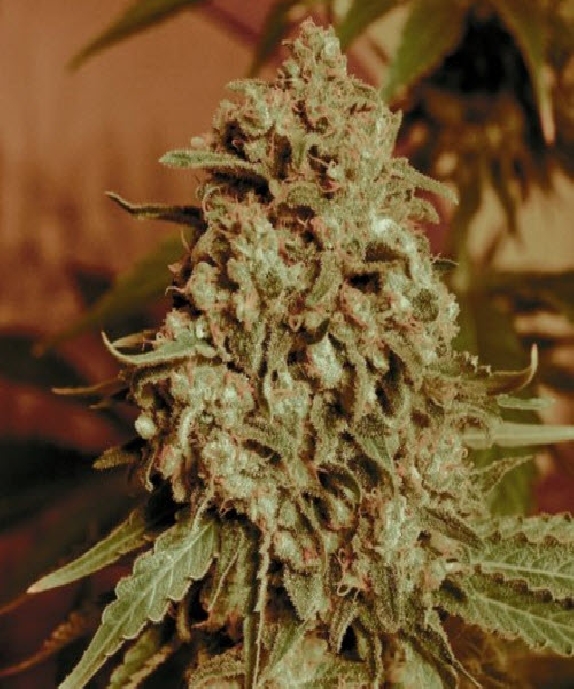 Somango Widow Cannabis Seeds