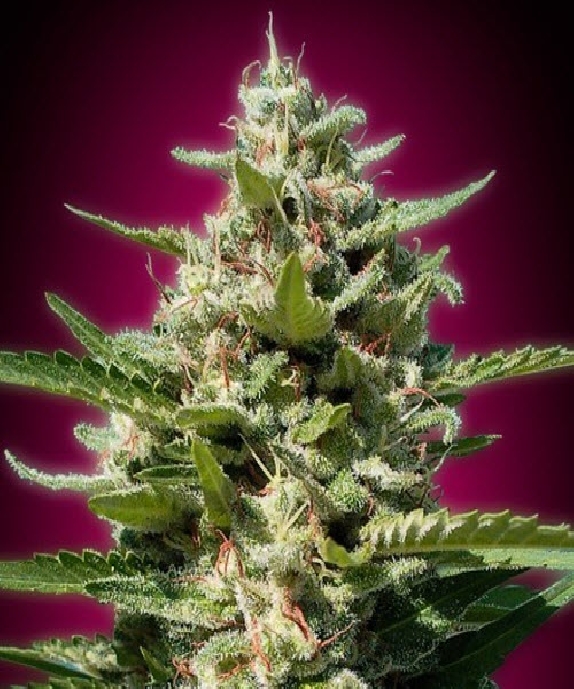 White Kush Cannabis Seeds