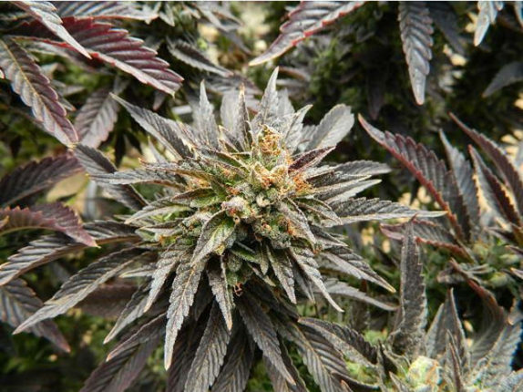 91 Chemdawg x Caramel Cannabis Seeds