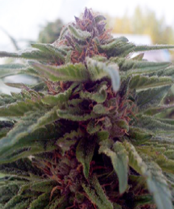 Blue Afi Cannabis Seeds