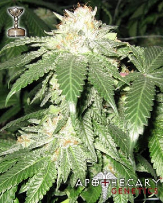 Bubba Berry Cannabis Seeds