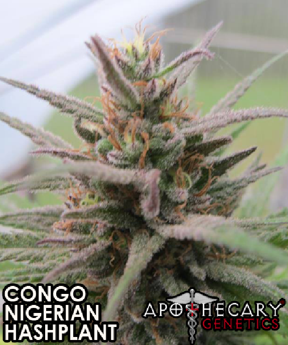 Congo x Nigerian Hash Plant Cannabis Seeds