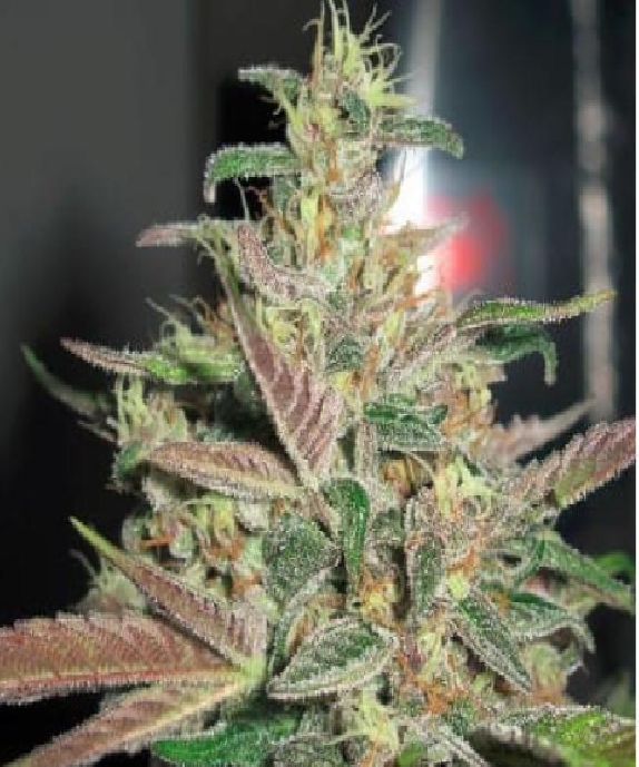Frosty Berry Cannabis Seeds