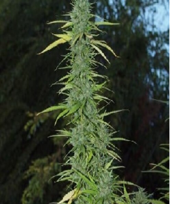 Haze Cannabis Seeds