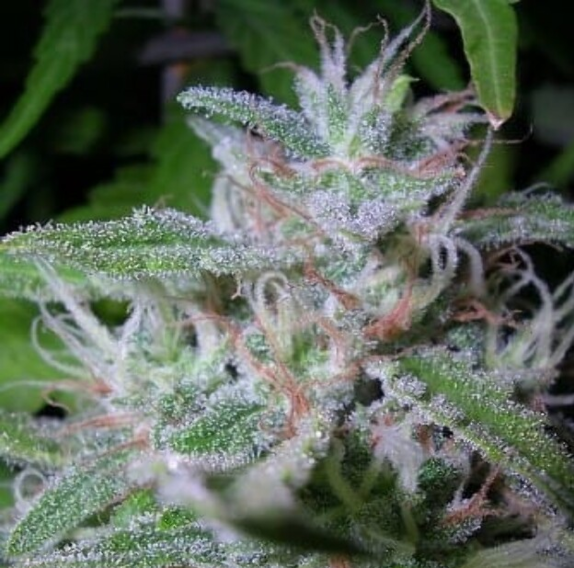 Raspberry OG Cannabis Seeds