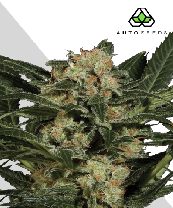 Candy Kush Cannabis Seeds