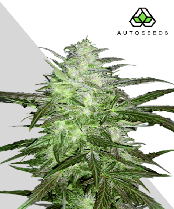 Auto Chemdog Cannabis Seeds