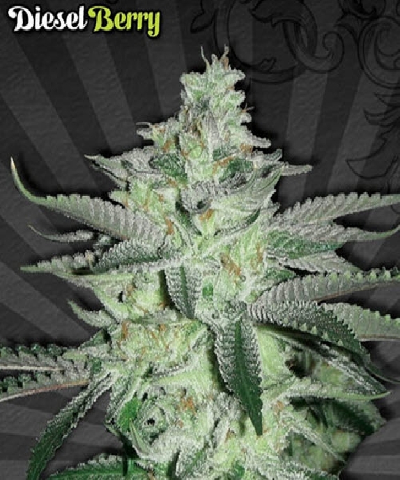 Diesel Berry Cannabis Seeds