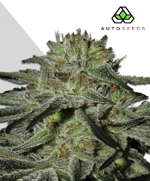 Kush Doctor Cannabis Seeds