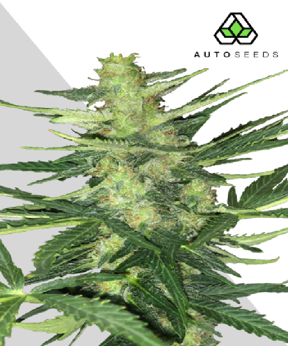 Polar Express Cannabis Seeds