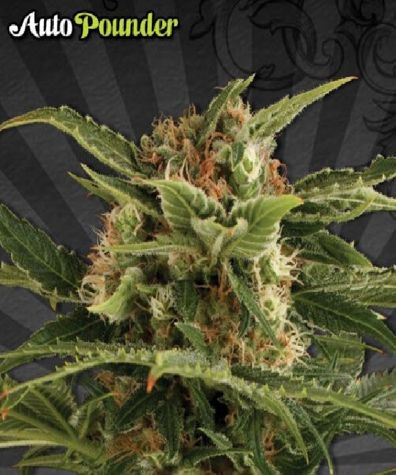 Auto Pounder Cannabis Seeds