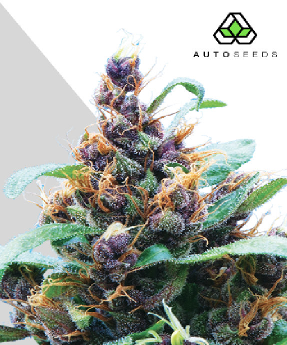 Purple Stilton Cannabis Seeds