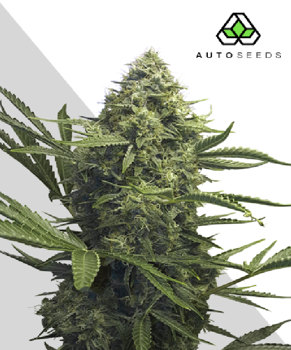 Sweet CBD Auto Cannabis Seeds