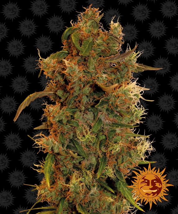 8 Ball Kush Feminised Cannabis Seeds