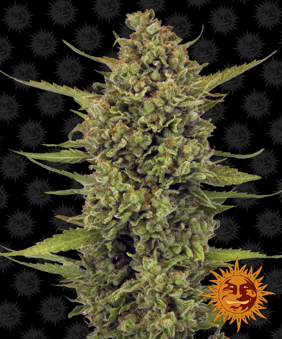 Acapulco Gold Cannabis Seeds