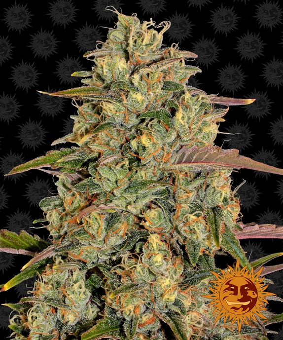 Amnesia Lemon Cannabis Seeds