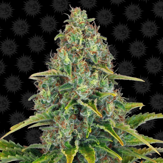 Auto Blue Cheese (blueberry cheese auto) Cannabis Seeds