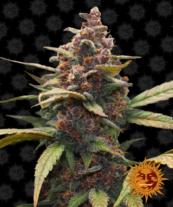 Ayahuasca Purple Cannabis Seeds