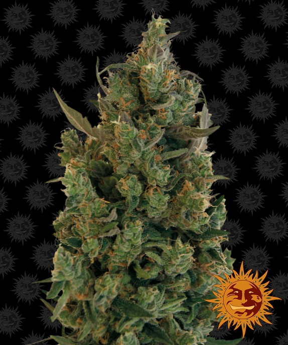 Blue Cheese(blueberry cheese) Cannabis Seeds