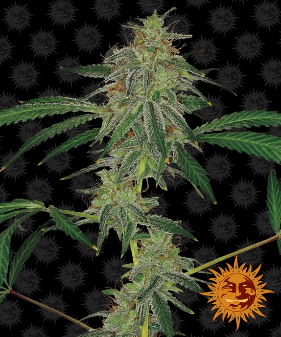 Blue Mammoth Auto Cannabis Seeds