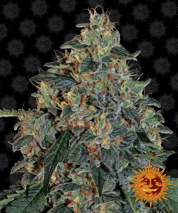 Blueberry OG Cannabis Seeds