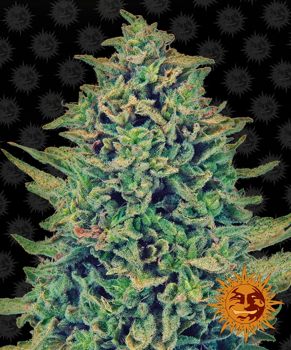 CBD Blue Shark Cannabis Seeds